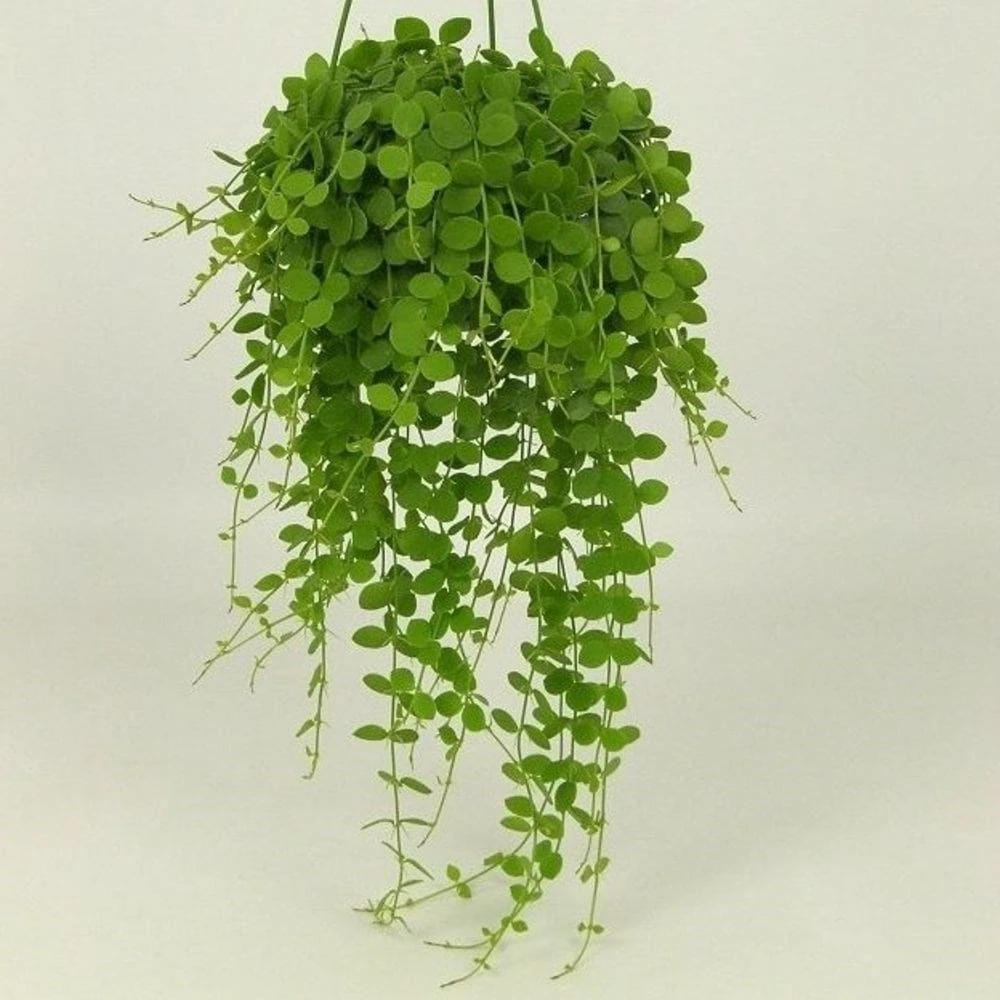 Dischidia Nummularia 4 Dischidia Nummularia - Image 2