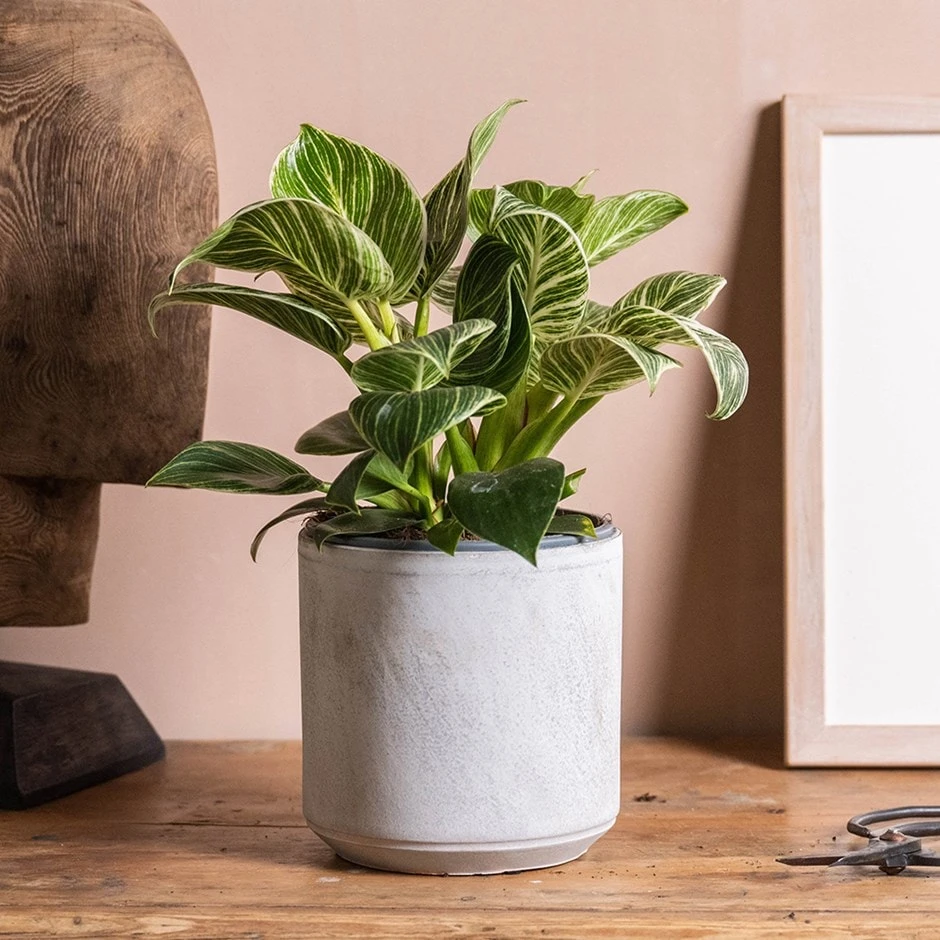 Philodendron 'Birkin' 3 Philodendron 'Birkin'