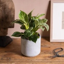 Philodendron 'Birkin' 7 Philodendron 'Birkin' -Feathered Garden pl2000035827 card3 lg