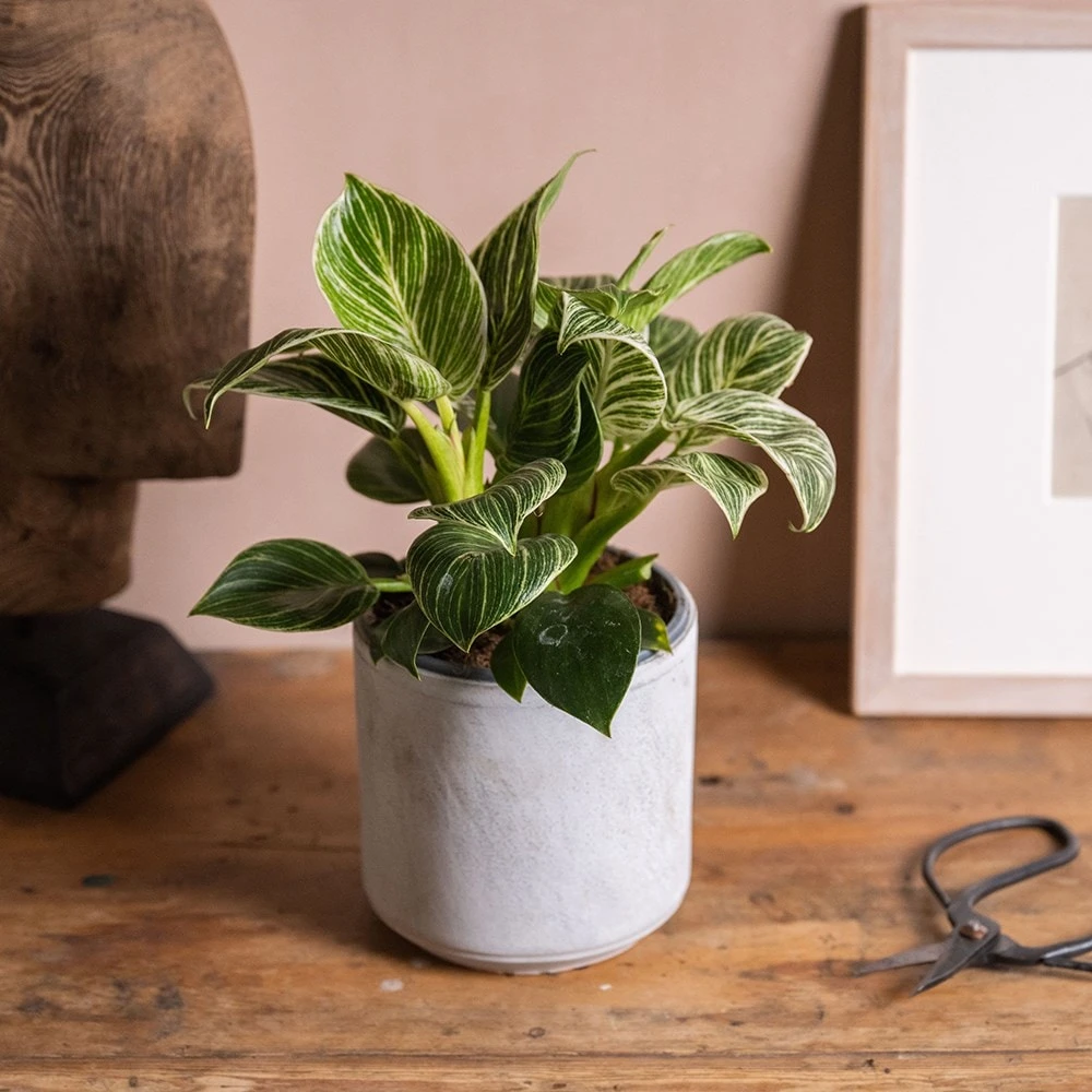 Philodendron 'Birkin' 5 Philodendron 'Birkin' - Image 3