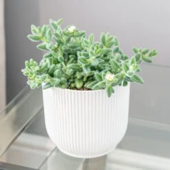 Delosperma Echinatum 7 Delosperma Echinatum -Feathered Garden pl2000035839 card3 lg