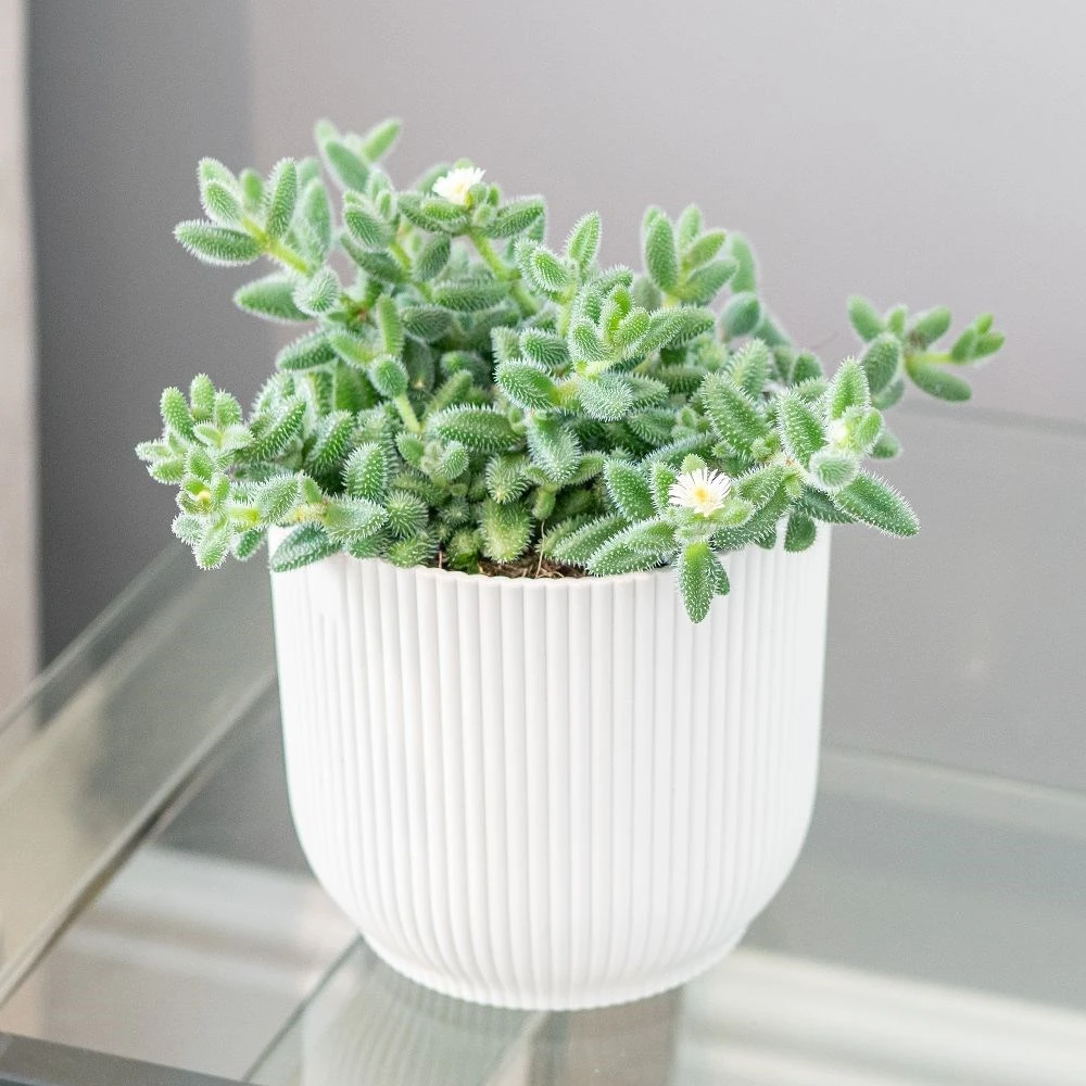 Delosperma Echinatum 5 Delosperma Echinatum - Image 3