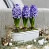 Scented Blue Hyacinths In A Ceramic Bowl -Feathered Garden pl2000035859