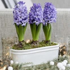 Scented Blue Hyacinths In A Ceramic Bowl -Feathered Garden pl2000035859 card3 lg