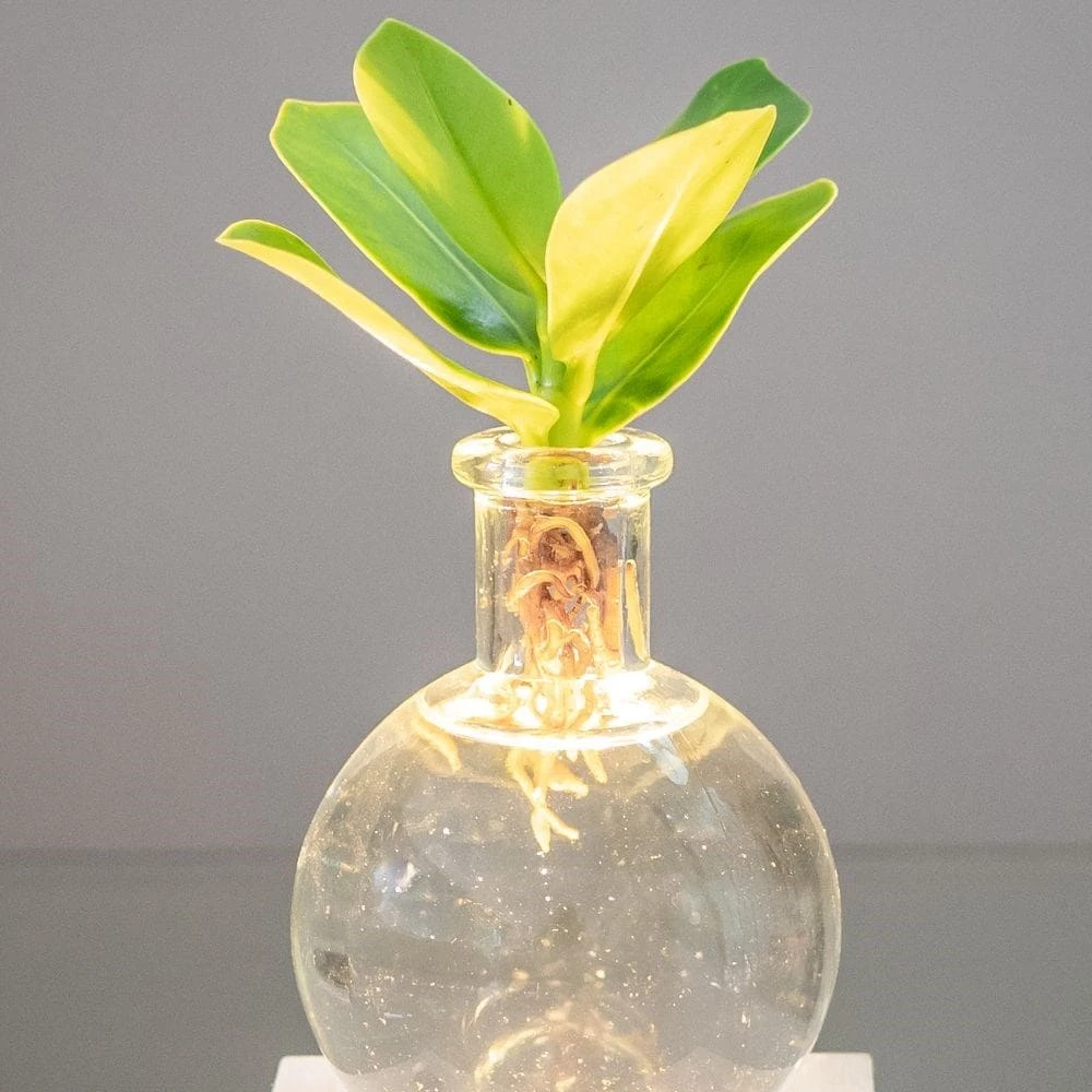 Hydroponic Clusia Rosea 'Princess' (PBR) And LED Light 4 Hydroponic Clusia Rosea 'Princess' (PBR) And LED Light - Image 2