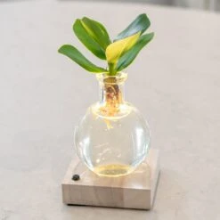 Hydroponic Clusia Rosea 'Princess' (PBR) And LED Light 9 Hydroponic Clusia Rosea 'Princess' (PBR) And LED Light -Feathered Garden pl2000035890 card3 lg