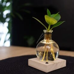 Hydroponic Clusia Rosea 'Princess' (PBR) And LED Light 10 Hydroponic Clusia Rosea 'Princess' (PBR) And LED Light -Feathered Garden pl2000035890 card4 lg