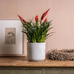 Vriesea 'Astrid' -Feathered Garden pl2000035902 card3 lg