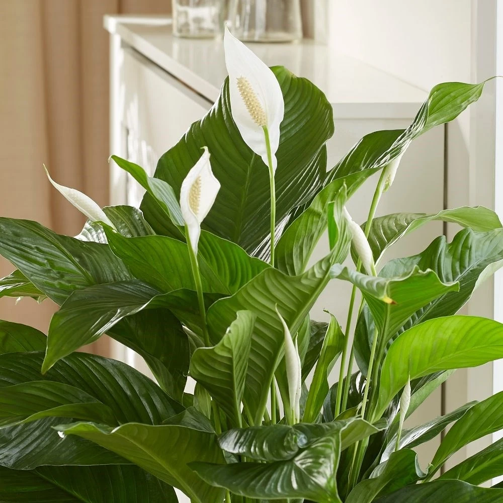 Spathiphyllum 'Sweet Lauretta' (PBR) 4 Spathiphyllum 'Sweet Lauretta' (PBR) - Image 2