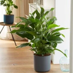 Spathiphyllum 'Sweet Lauretta' (PBR) 7 Spathiphyllum 'Sweet Lauretta' (PBR) -Feathered Garden pl2000035913 card3 lg