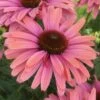 Echinacea SunSeekers Rainbow ('IFECSSRA') (PBR) (SunSeekers Series) 1 Echinacea SunSeekers Rainbow ('IFECSSRA') (PBR) (SunSeekers Series) -Feathered Garden pl2000036167