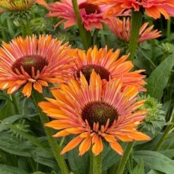 Echinacea SunSeekers Rainbow ('IFECSSRA') (PBR) (SunSeekers Series) 11 Echinacea SunSeekers Rainbow ('IFECSSRA') (PBR) (SunSeekers Series) -Feathered Garden pl2000036167 card4 lg