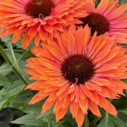 Echinacea SunSeekers Rainbow ('IFECSSRA') (PBR) (SunSeekers Series) 12 Echinacea SunSeekers Rainbow ('IFECSSRA') (PBR) (SunSeekers Series) -Feathered Garden pl2000036167 card5 lg
