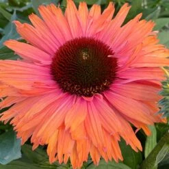 Echinacea SunSeekers Rainbow ('IFECSSRA') (PBR) (SunSeekers Series) 13 Echinacea SunSeekers Rainbow ('IFECSSRA') (PBR) (SunSeekers Series) -Feathered Garden pl2000036167 card6 lg