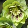 Helleborus × Hybridus Harvington Double Green Speckled 1 Helleborus × Hybridus Harvington Double Green Speckled -Feathered Garden pl2000037226