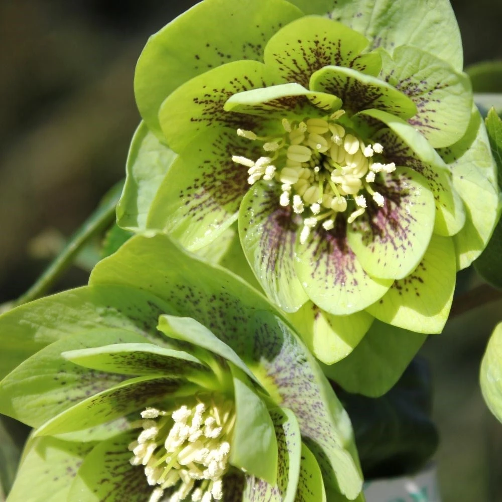 Helleborus × Hybridus Harvington Double Green Speckled 4 Helleborus × Hybridus Harvington Double Green Speckled - Image 2