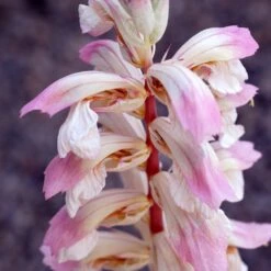 Acanthus 'Whitewater' -Feathered Garden pl2000037600 card3 lg