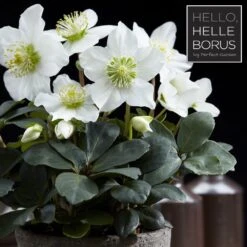 Helleborus Niger 'Christmas Carol' -Feathered Garden pl2000037689 card2 lg