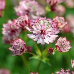 Astrantia Major 'Sparkling Stars Pink' (Sparkling Stars Series) -Feathered Garden pl2000038262 card3 lg