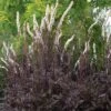 Actaea Simplex (Atropurpurea Group) 'Black Negligee' -Feathered Garden pl2000038316