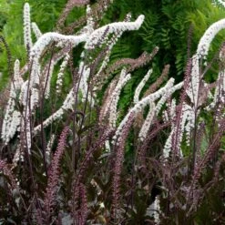 Feathered Garden -Feathered Garden pl2000038316 card2 lg