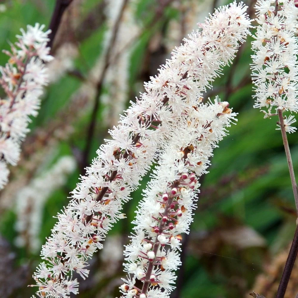 Actaea Simplex (Atropurpurea Group) 'Black Negligee' 5 Actaea Simplex (Atropurpurea Group) 'Black Negligee' - Image 3