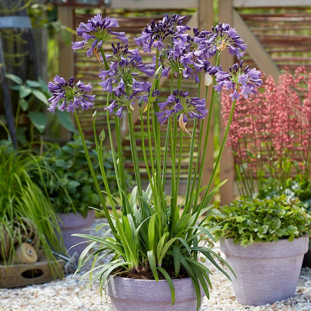 Agapanthus Poppin' Purple ('MP003') (PBR) 4 Agapanthus Poppin' Purple ('MP003') (PBR) - Image 2