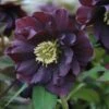 Helleborus × Hybridus Harvington Double Purple 1 Helleborus × Hybridus Harvington Double Purple -Feathered Garden pl2000038820