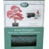 Bonsai Sweet Gum - Seed Growing Kit 1 Bonsai Sweet Gum - Seed Growing Kit -Feathered Garden pl2000039319
