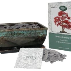 Bonsai Sweet Gum - Seed Growing Kit -Feathered Garden pl2000039319 card3 lg
