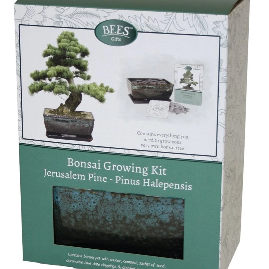 Bonsai Pine - Seed Growing Kit 3 Bonsai Pine - Seed Growing Kit