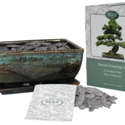 Bonsai Pine - Seed Growing Kit 7 Bonsai Pine - Seed Growing Kit -Feathered Garden pl2000039320 card3 lg