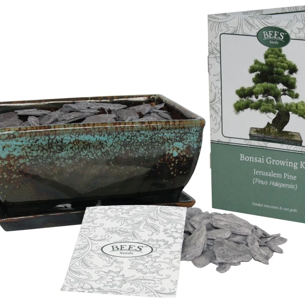 Bonsai Pine - Seed Growing Kit 5 Bonsai Pine - Seed Growing Kit - Image 3