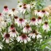 Echinacea Pretty Parasols ('JS Engeltje') (PBR) 2 Echinacea Pretty Parasols ('JS Engeltje') (PBR) -Feathered Garden pl2000039354