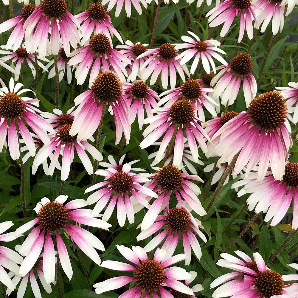 Echinacea Pretty Parasols ('JS Engeltje') (PBR) 12 Echinacea Pretty Parasols ('JS Engeltje') (PBR) - Image 10