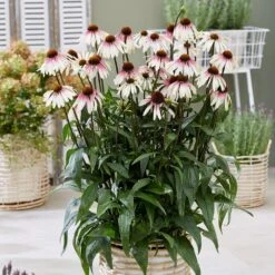 Echinacea Pretty Parasols ('JS Engeltje') (PBR) 14 Echinacea Pretty Parasols ('JS Engeltje') (PBR) -Feathered Garden pl2000039354 card3 lg