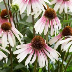 Echinacea Pretty Parasols ('JS Engeltje') (PBR) 15 Echinacea Pretty Parasols ('JS Engeltje') (PBR) -Feathered Garden pl2000039354 card4 lg