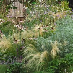 Echinacea Pretty Parasols ('JS Engeltje') (PBR) 17 Echinacea Pretty Parasols ('JS Engeltje') (PBR) -Feathered Garden pl2000039354 card6 lg