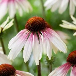 Echinacea Pretty Parasols ('JS Engeltje') (PBR) 18 Echinacea Pretty Parasols ('JS Engeltje') (PBR) -Feathered Garden pl2000039354 card7 lg