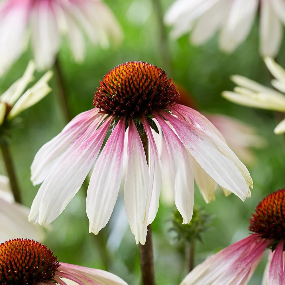 Echinacea Pretty Parasols ('JS Engeltje') (PBR) 9 Echinacea Pretty Parasols ('JS Engeltje') (PBR) - Image 7