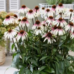 Echinacea Pretty Parasols ('JS Engeltje') (PBR) 19 Echinacea Pretty Parasols ('JS Engeltje') (PBR) -Feathered Garden pl2000039354 card8 lg