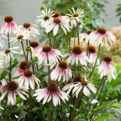 Echinacea Pretty Parasols ('JS Engeltje') (PBR) 20 Echinacea Pretty Parasols ('JS Engeltje') (PBR) -Feathered Garden pl2000039354 card9 lg