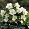 Helleborus HGC Ice 'n' Roses Whiteย ('Coseh 4500')ย (PBR) 1 Helleborus HGC Ice 'n' Roses Whiteย ('Coseh 4500')ย (PBR) -Feathered Garden pl2000040473