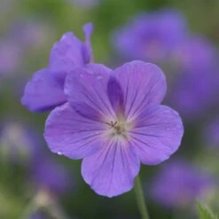 Circles & Spires Collection 6 Circles & Spires Collection -Feathered Garden pl2000041243 card2 lg