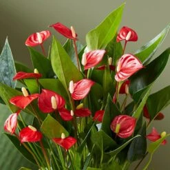 Anthurium 'Million Flowers' -Feathered Garden pl2000041447 card4 lg