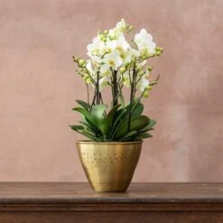 Phalaenopsis 'Bellissimo Bella' 6 Phalaenopsis 'Bellissimo Bella' -Feathered Garden pl2000041450 card2 lg