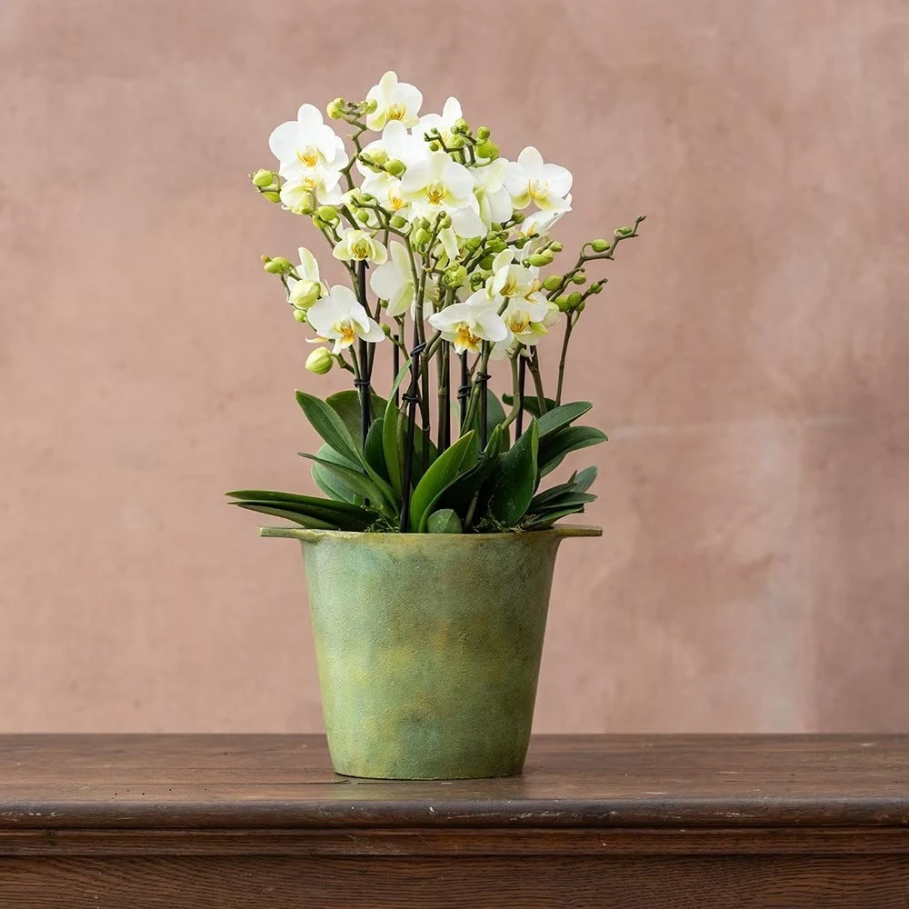 Phalaenopsis 'Bellissimo Bella' 5 Phalaenopsis 'Bellissimo Bella' - Image 3