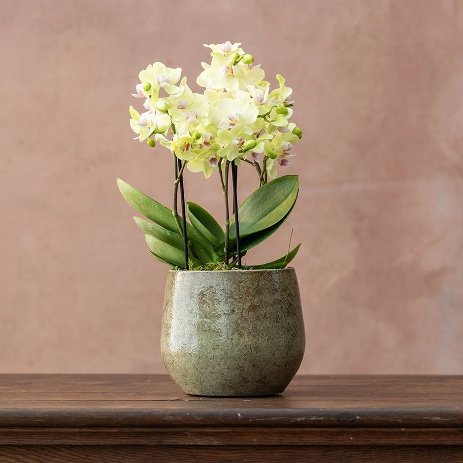 Phalaenopsis 'Boquetto Sensation' 3 Phalaenopsis 'Boquetto Sensation'