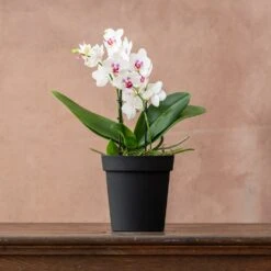 Phalaenopsis 'Boquetto Passione' -Feathered Garden pl2000041452 card3 lg