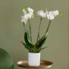 Phalaenopsis Theatro With Pot Cover 1 Phalaenopsis Theatro With Pot Cover -Feathered Garden pl2000041453